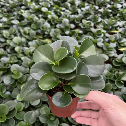 Mộc Tú Cầu