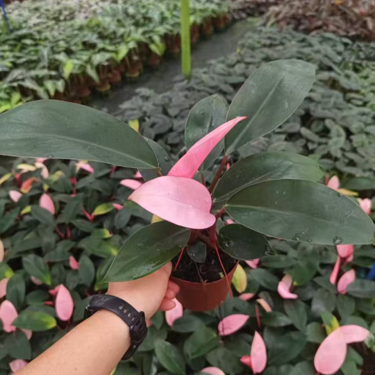 Pink-leaf plant 彩苹果 – Specification 11#