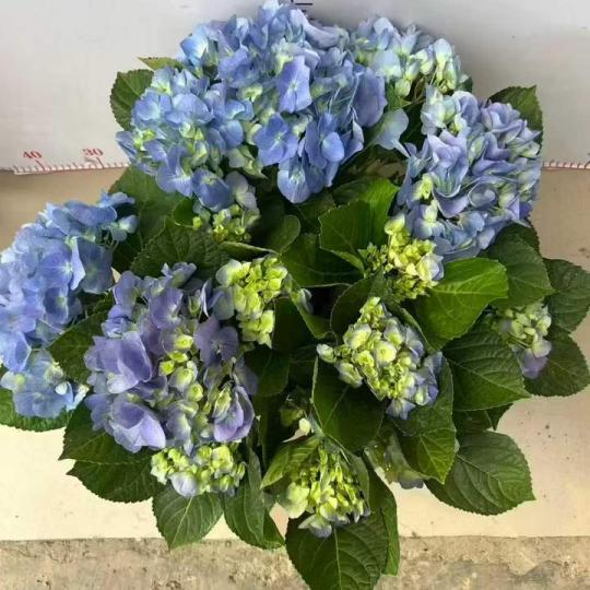 CẨM TÚ CẦU