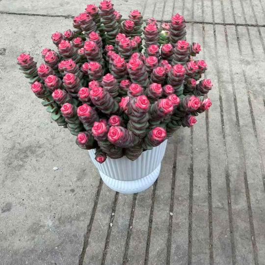 SEN ĐÁ SÂU, SEN ĐÁ XIÊN THỊT HỒNG
