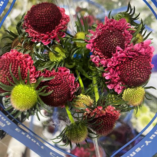 cuc